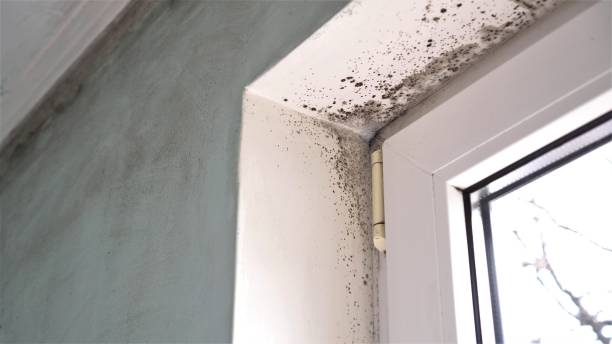 Best Professional Mold Removal  in Potterville, MI