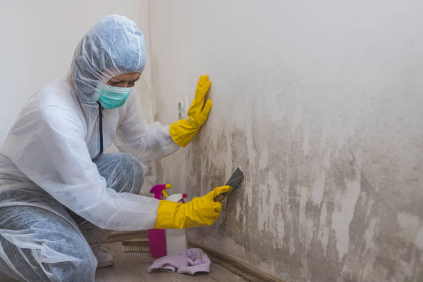 Best Local Mold Removal Service  in Potterville, MI