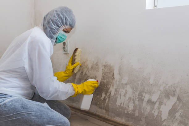 Best Mold Testing  in Potterville, MI