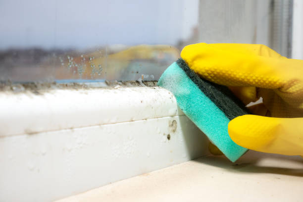 Best Attic Mold Removal  in Potterville, MI