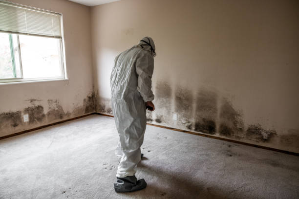 Reliable Potterville, MI Mold Removal Solutions