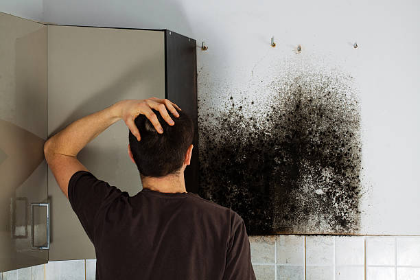 Best Water Damage Restoration  in Potterville, MI