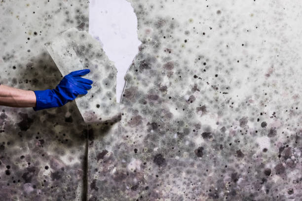 Best Home Mold Removal  in Potterville, MI