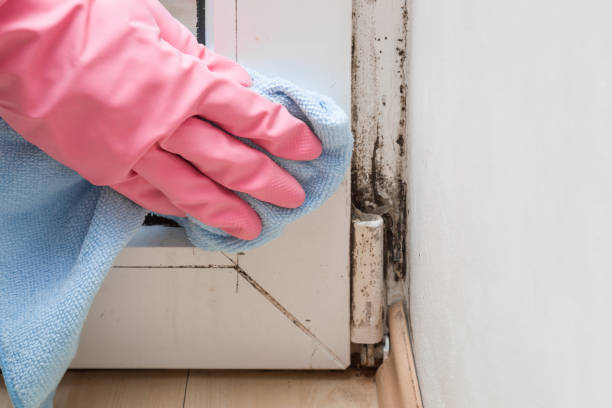 Best Mold Removal Company Near Me  in Potterville, MI