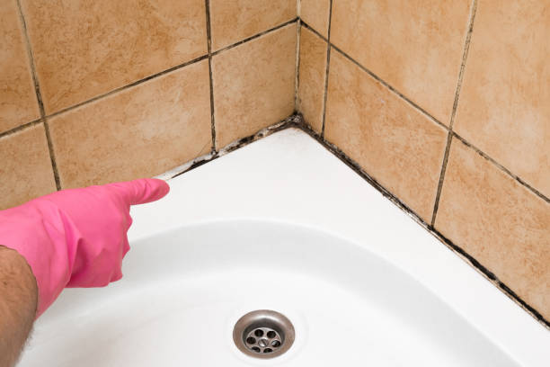 Best Mold Removal Company Near Me  in Potterville, MI